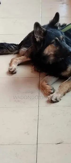 6-12 months Male Purebred German Shepherd