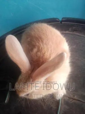 Pet Rabbit