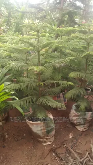 Aurecaria Plant for Landscape Plants for Residential Estate
