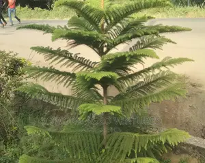 Araucaria Plant
