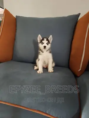 1-3 months Male Purebred Siberian Husky