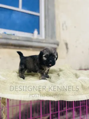 1-3 months Female Purebred Lhasa Apso