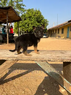 1-3 months Female Purebred German Shepherd