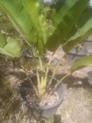 Traveller Palm