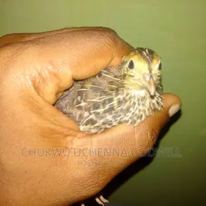 Healthy Point of Lay Quail Birds Available for Sale