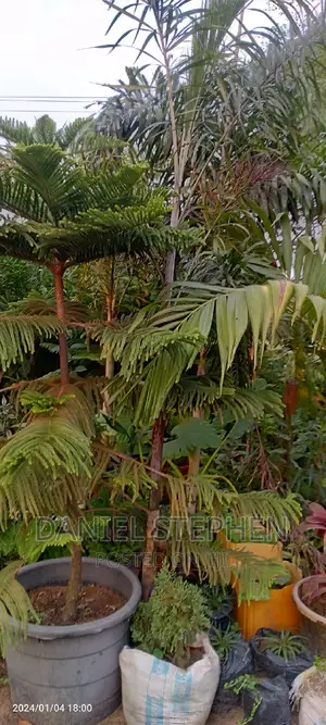 Seven Feet (7ft) ARAUCARIA FOR SELL