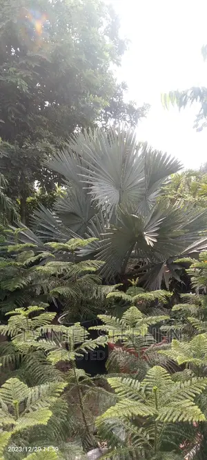 Big Silver Palm for Sell