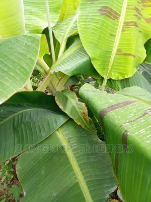 Plantain and Banana Suckers