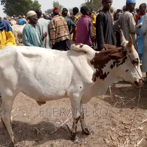 Matured, Healthy Cow