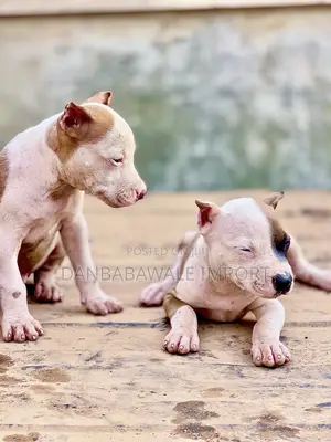 1-3 months Male Purebred American Pit Bull Terrier