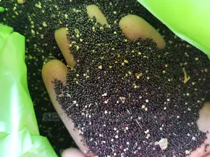 Ewedu/Efo Seeds