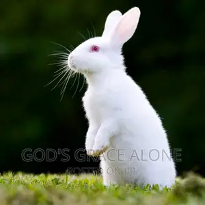 All Kind of Rabbit Available