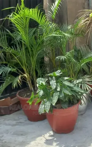 Home Plant for You and Your Family Healthier Living