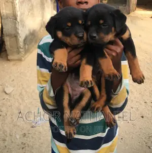 1-3 months Female Purebred Rottweiler