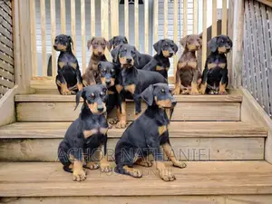 1-3 months Female Purebred Doberman Pinscher