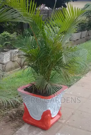 Golden Palm