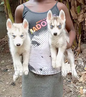 1-3 months Male Purebred Siberian Husky