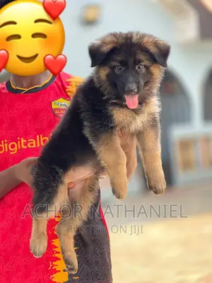 1-3 months Female Purebred German Shepherd