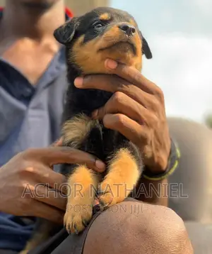 1-3 months Female Purebred Rottweiler