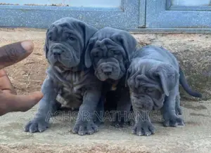 1-3 months Female Purebred Neapolitan Mastiff