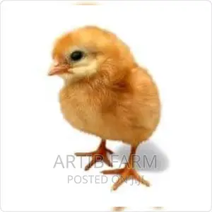 Day Old Layer Chicks
