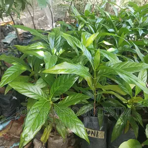 Best Noni Plant Seedling