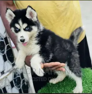 1-3 months Female Purebred Siberian Husky