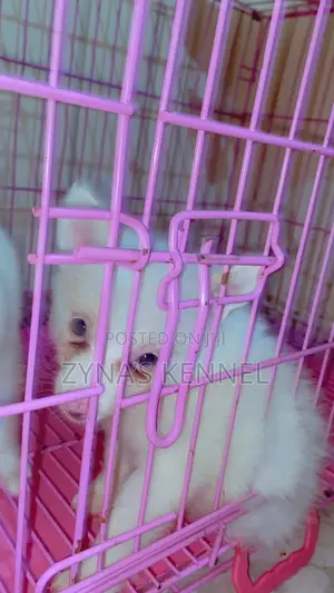 1-3 months Male Purebred American Eskimo