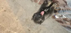 1-3 months Male Purebred Caucasian Shepherd