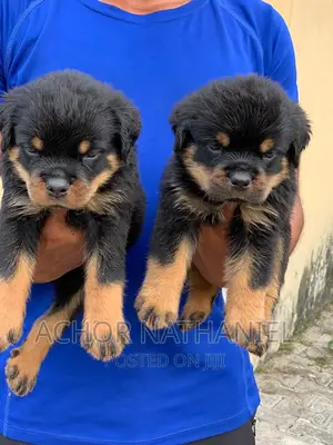 1-3 months Female Purebred Rottweiler