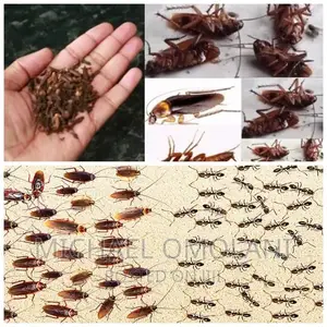 Bedbugs Treatment Abule Oja Akoka
