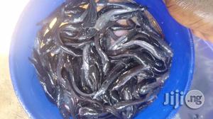Fingerlings and Juvenile