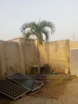 Matured Queens Palm for Wind Break, Air Purifier, Many O
