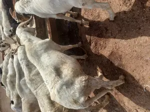Big Ram Meat