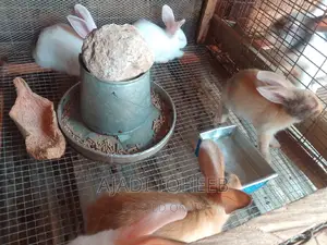 Toheeb Rabbitry