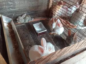 Toheeb Rabbitry