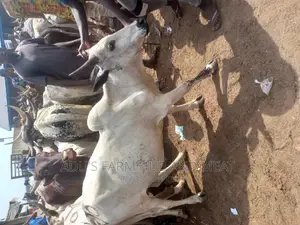Big Healthy Cows