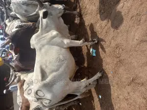 Big Healthy Cows