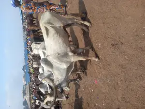 Big Healthy Cows