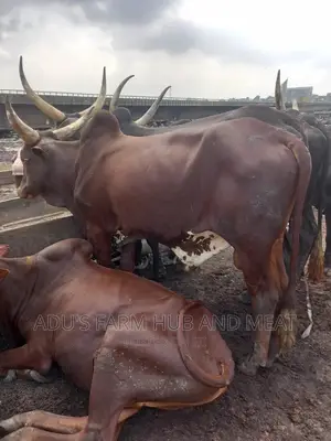 Giant Cows