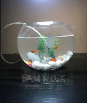 Fishbowl Kit With 2 Small Fishes and Battery Airpump