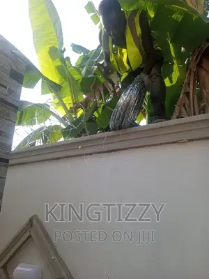 Galvanized Razor Wire