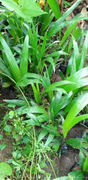 Tenera Oil Palm 9month Old Seedlings