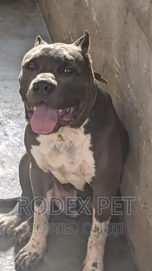 1+ year Male Purebred American Bully