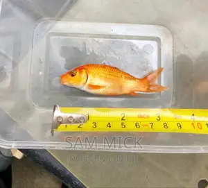2.5-3 Inches Aquarium Goldfish
