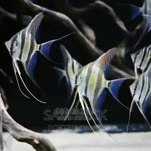 Angel Fish for Aquariums and Fish Bowls