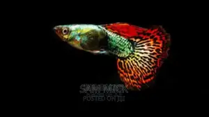 Fancy Guppy for Fishbowls/Aquariums