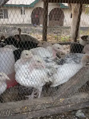 4weeks Well Vaccinated Broilers, Turkey Available for a Deal