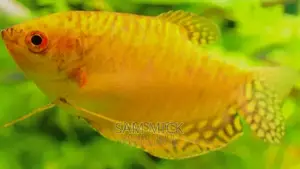 Gold Gourami Aquarium Fishes