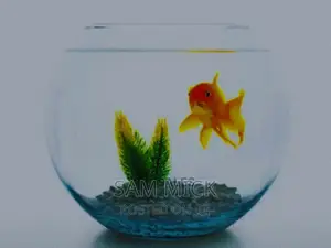 6 Liters Fishbowl + Basic Kit With One Goldfish